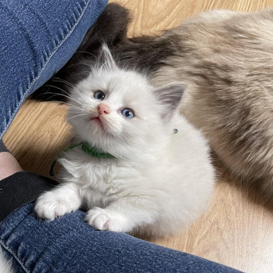 TIMY de L'Eden du Gival Mâle Ragdoll