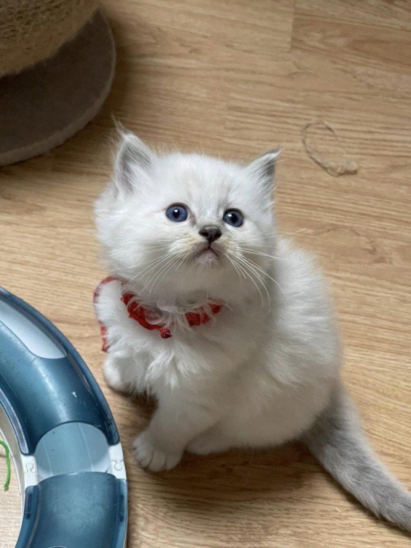 TANGO de L'Eden du Gival Mâle Ragdoll