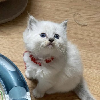 chaton Ragdoll blue mackerel tabby point mitted COLLIER ROUGE L'Eden du Gival