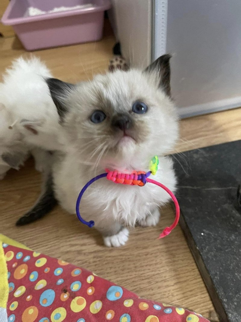 Ti'COEUR Totoro de L'Eden du Gival Mâle Ragdoll