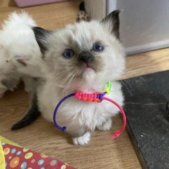 chaton Ragdoll seal point mitted Ti'Coeur L'Eden du Gival