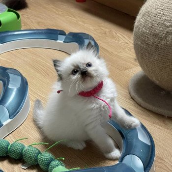 chaton Ragdoll seal point mitted TOKYO L'Eden du Gival