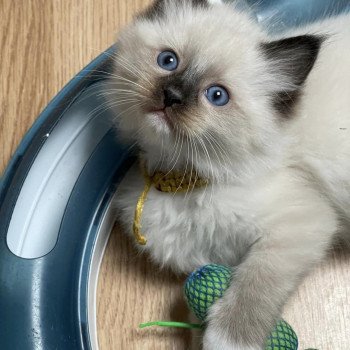 chaton Ragdoll seal point mitted TAC L'Eden du Gival