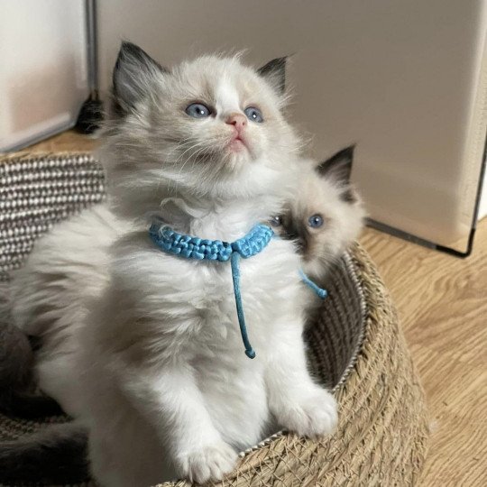 TAC BILLY de L'Eden du Gival Mâle Ragdoll