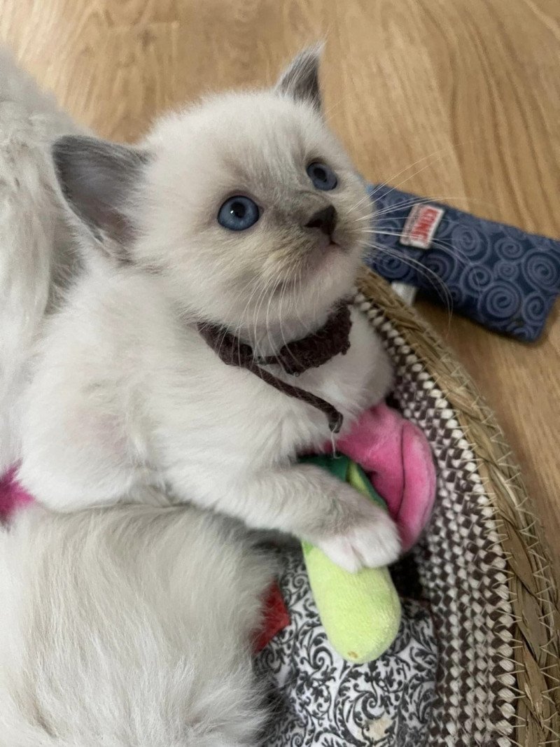 TWIX de L'Eden du Gival Mâle Ragdoll TWIX de L'Eden du Gival Mâle Ragdoll