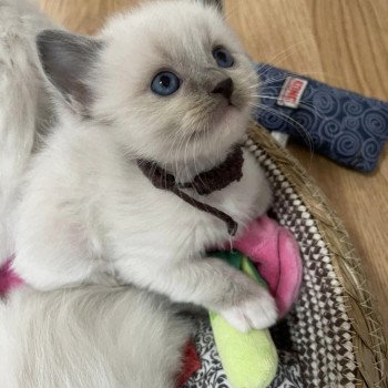 chaton Ragdoll blue point mitted TWIX L'Eden du Gival