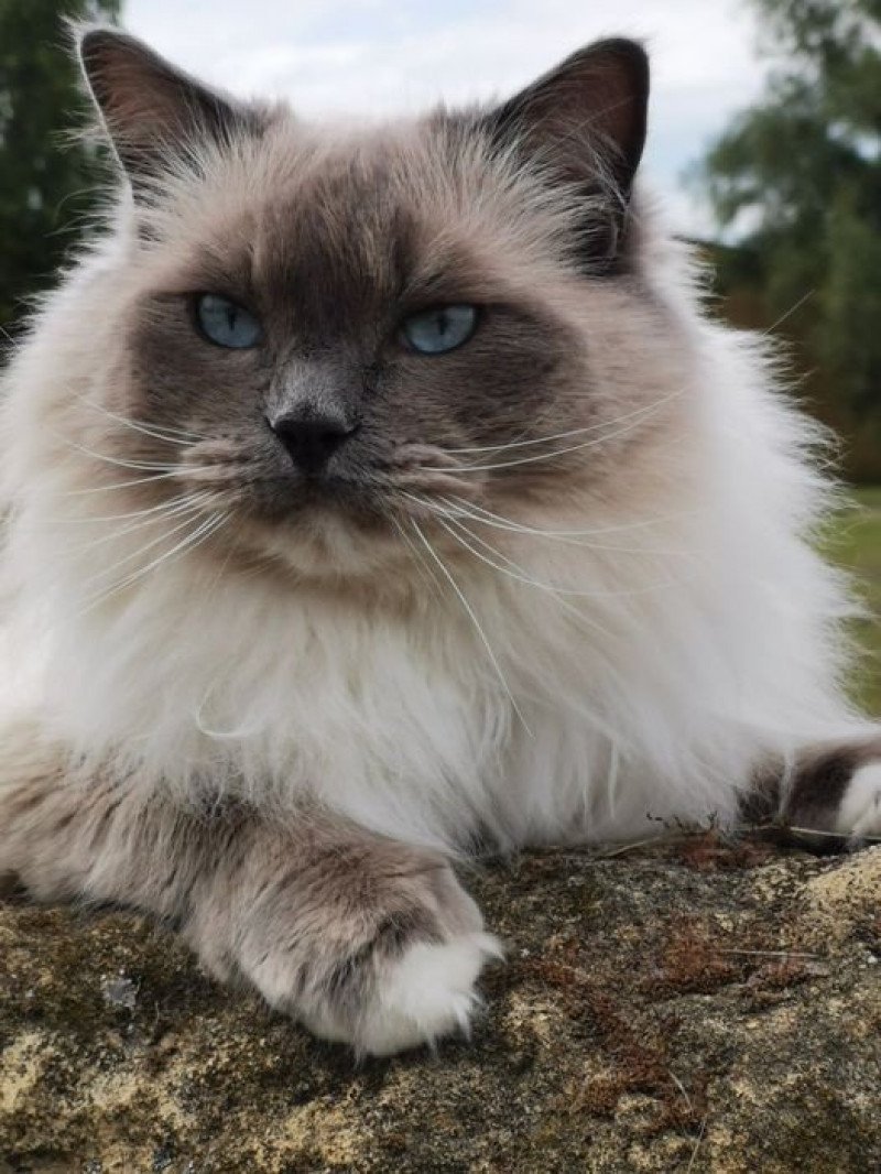 MOON L'Eden du Gival Mâle Ragdoll MOON L'Eden du Gival Mâle Ragdoll