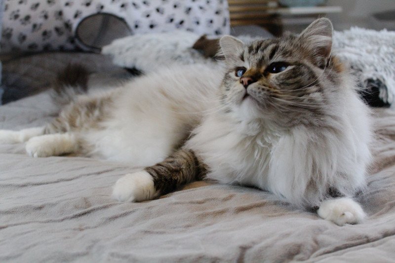 NEFERTITI Femelle Ragdoll