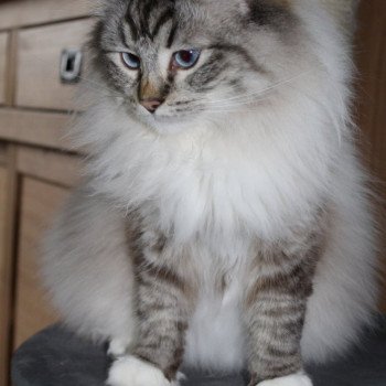 chat Ragdoll seal tabby point mitted NEFERTITI Les Ragdolls De L'Eden du Gival