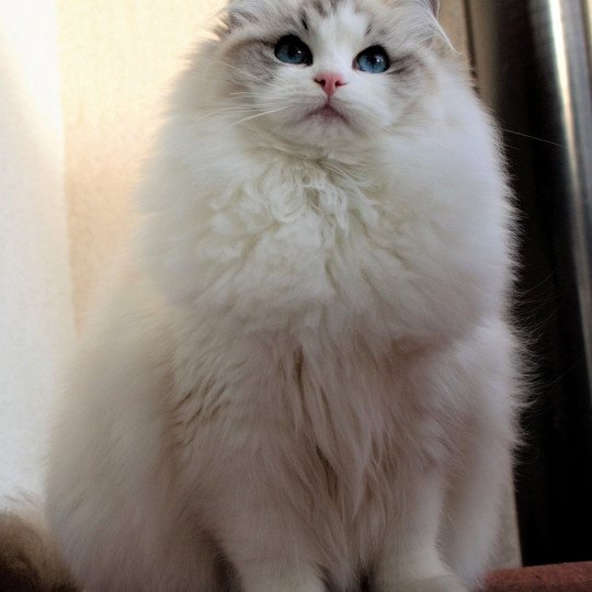 NESCA Sweet Cherry*PL Femelle Ragdoll