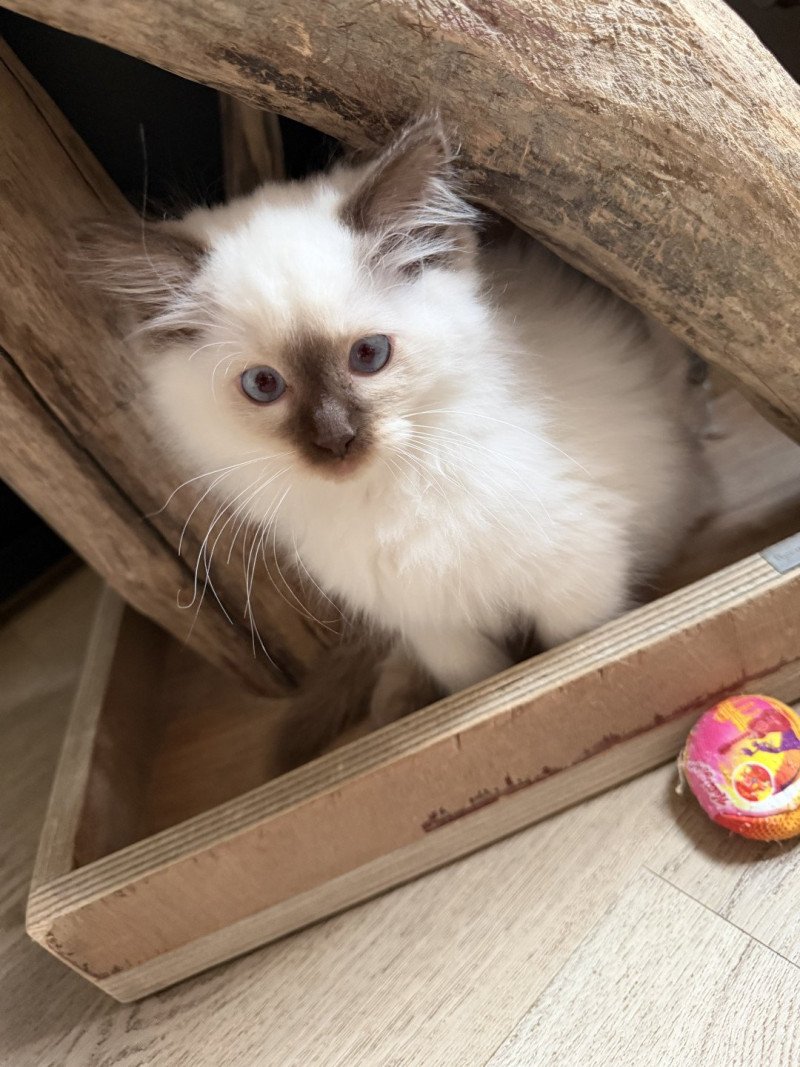 Aiko Ley de L'Eden du Gival Mâle Ragdoll