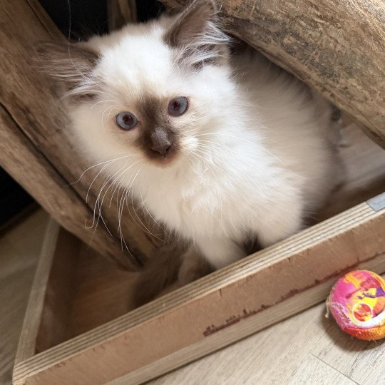 Aiko Ley de L'Eden du Gival Mâle Ragdoll