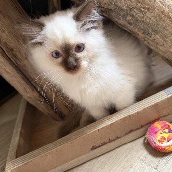 chaton Ragdoll seal point Aiko Ley EI L'Eden du Gival