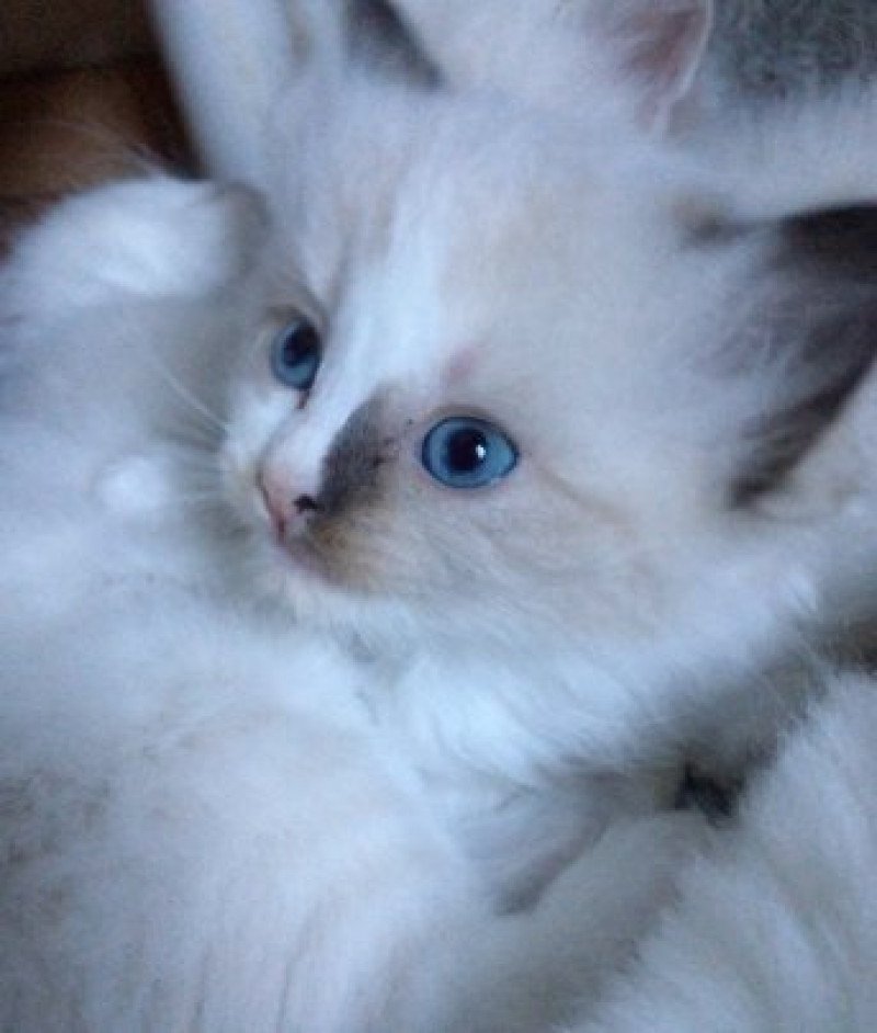 O'ATOME L'Eden du Gival Mâle Ragdoll