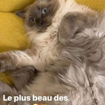 chaton Ragdoll blue point ODYSSEE L'Eden du Gival