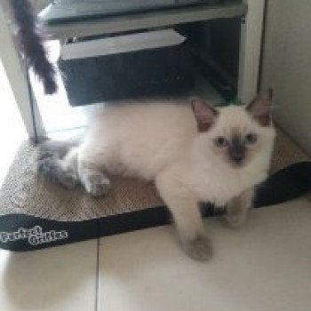 chaton Ragdoll blue point ODYSSEE L'Eden du Gival