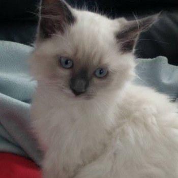 chaton Ragdoll blue point ODYSSEE L'Eden du Gival