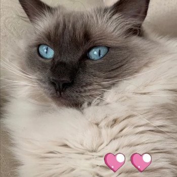 chaton Ragdoll blue point ODYSSEE L'Eden du Gival