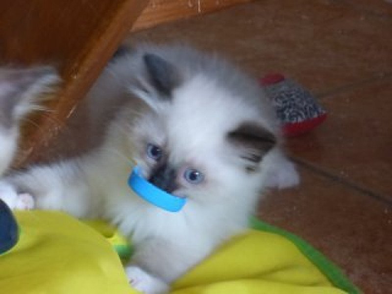 O'FELINE L'Eden du Gival Femelle Ragdoll