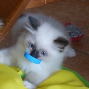 chaton Ragdoll seal point mitted O'FELINE L'Eden du Gival