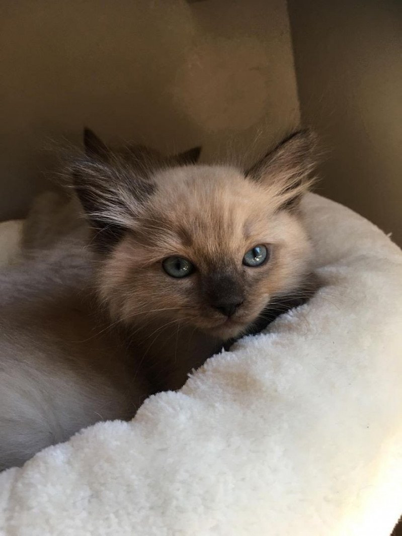 ORTI / ORKAN L'Eden du Gival Mâle Ragdoll