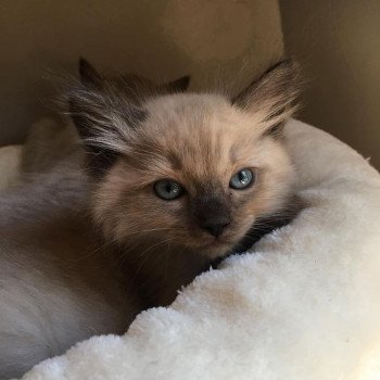chaton Ragdoll seal mink ORTI / ORKAN L'Eden du Gival chaton Ragdoll seal mink ORTI / ORKAN L'Eden du Gival