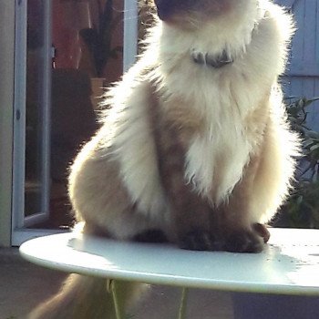chaton Ragdoll seal mink ORTI / ORKAN L'Eden du Gival chaton Ragdoll seal mink ORTI / ORKAN L'Eden du Gival