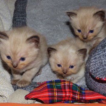 chaton Ragdoll seal mink ORTI / ORKAN L'Eden du Gival