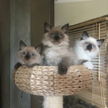 chaton Ragdoll seal mink ORTI / ORKAN L'Eden du Gival chaton Ragdoll seal mink ORTI / ORKAN L'Eden du Gival