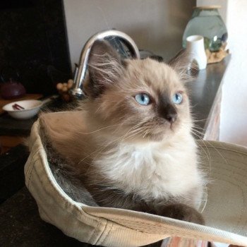 chaton Ragdoll seal mink ORTI / ORKAN L'Eden du Gival chaton Ragdoll seal mink ORTI / ORKAN L'Eden du Gival