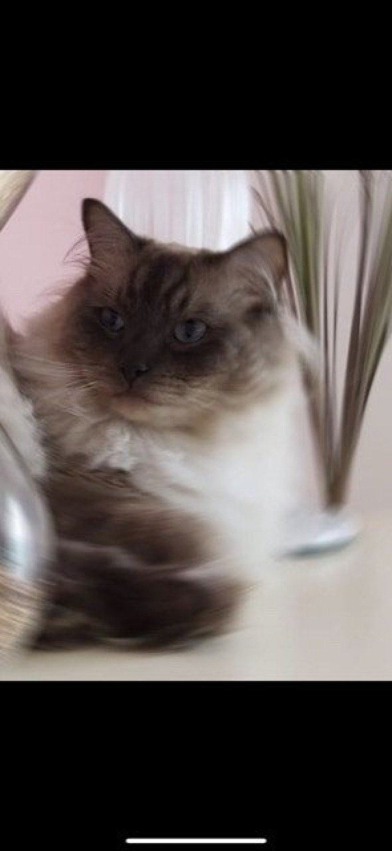 ORTI / ORKAN L'Eden du Gival Mâle Ragdoll ORTI / ORKAN L'Eden du Gival Mâle Ragdoll