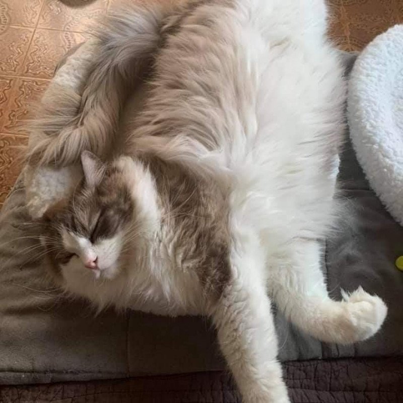 OLIVER L'Eden du Gival Mâle Ragdoll