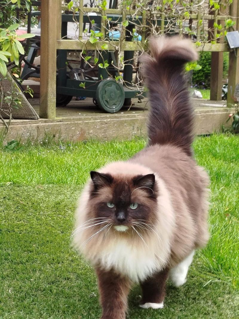 OLLISTER L'Eden du Gival Mâle Ragdoll
