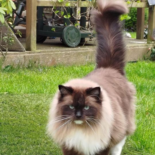 OLLISTER L'Eden du Gival Mâle Ragdoll
