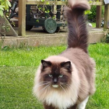 chaton Ragdoll seal mink mitted OLLISTER EI L'Eden du Gival