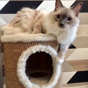 chaton Ragdoll OLLY L'Eden du Gival