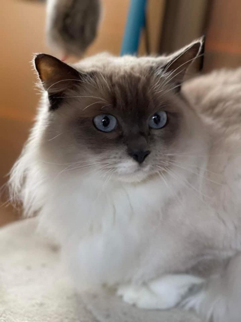 OLLY L'Eden du Gival Femelle Ragdoll