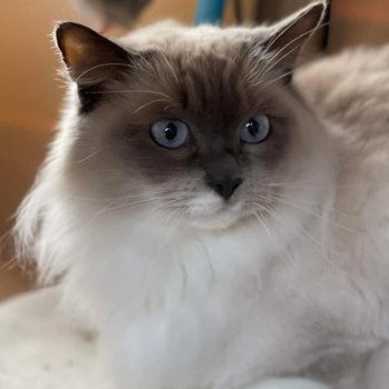 OLLY L'Eden du Gival Femelle Ragdoll