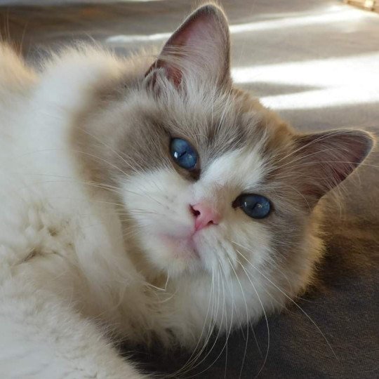 OLLY BEAUTY BLUE Femelle Ragdoll