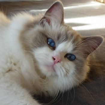 chat Ragdoll OLLY BEAUTY BLUE Les ragdolls de l'Eden du Gival