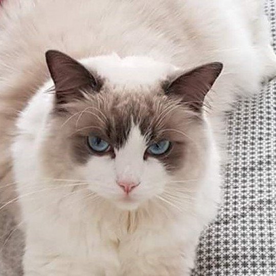 OLY L'Eden du Gival Mâle Ragdoll