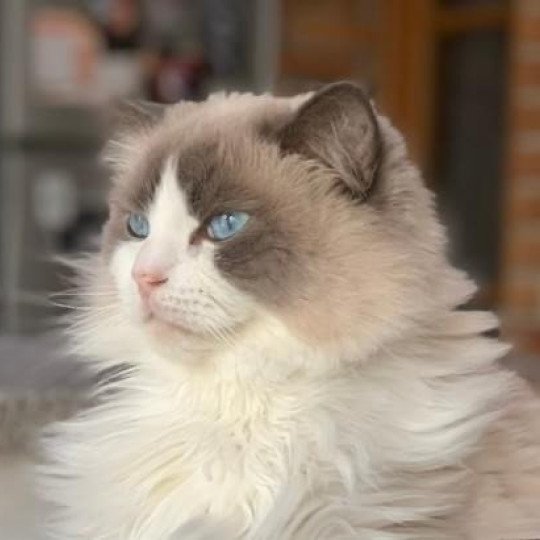 OLY L'Eden du Gival Mâle Ragdoll