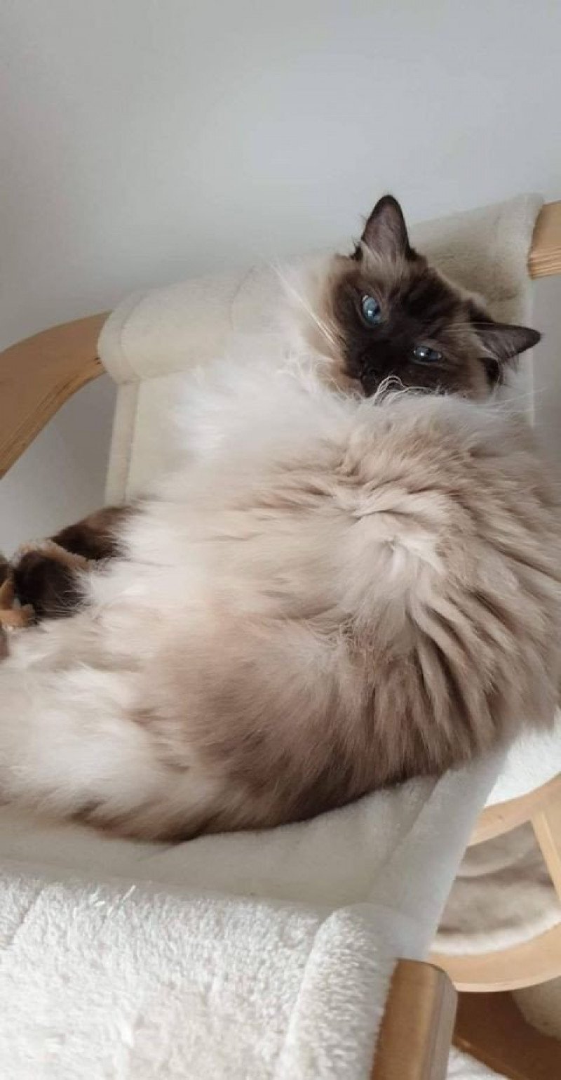 O'LYMPE L'Eden du Gival Femelle Ragdoll