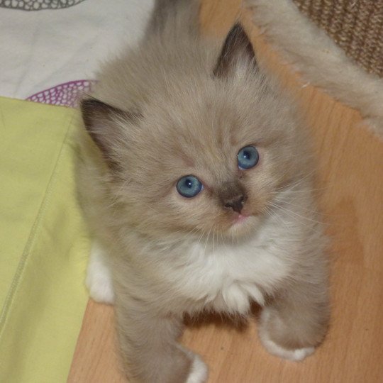 OLYMPE L'Eden du Gival Femelle Ragdoll