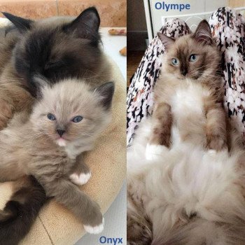 chaton Ragdoll seal mink mitted OLYMPE L'Eden du Gival