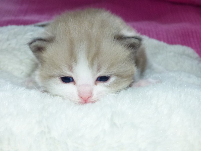 OLYVER L'Eden du Gival Mâle Ragdoll OLYVER L'Eden du Gival Mâle Ragdoll
