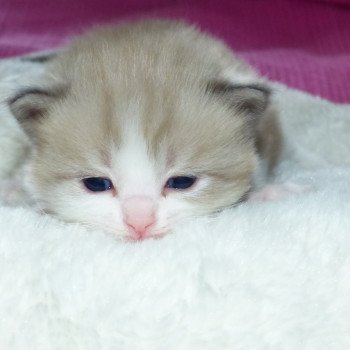 chaton Ragdoll blue point mitted OLYVER L'Eden du Gival