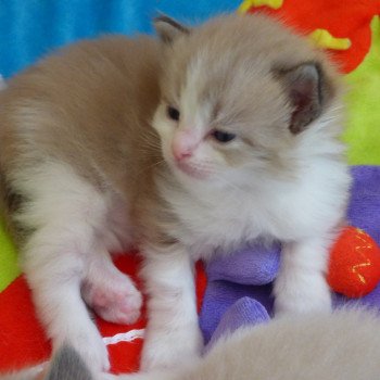 chaton Ragdoll blue point mitted OLYVER L'Eden du Gival