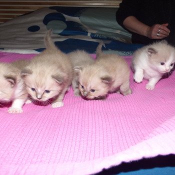 chaton Ragdoll blue point mitted OLYVER L'Eden du Gival