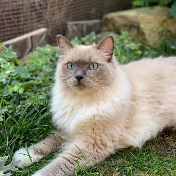 chaton Ragdoll blue mink mitted O'MALEY L'Eden du Gival